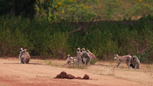 Gray langurs Semnopithecus priam sitting near a dirt road with bushes and trees in the background in Sri Lanka. Wildlife footage for nature documentaries and educational projects. Slow motion video.