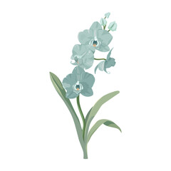 Blue orchid on isolated background.