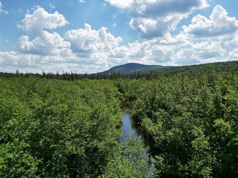 A Serene Creek Winding Through Green Forested Landscape Under a Blue Sky With White Clouds on the Magdalen Islands, Quebec, Canada