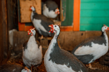 Fototapeta premium Guinea fowls on the farm