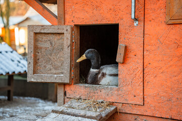 A duck near a farmhouse in winter