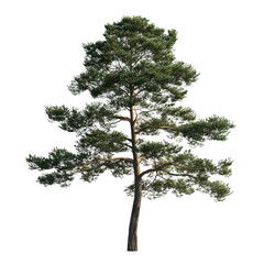 Tall pine tree standing alone with branches spread widely against a white background during daytime in a natural setting