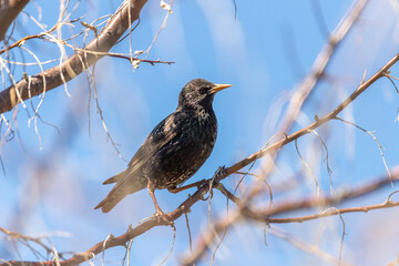 An adult starling sits on a tree branch in spring