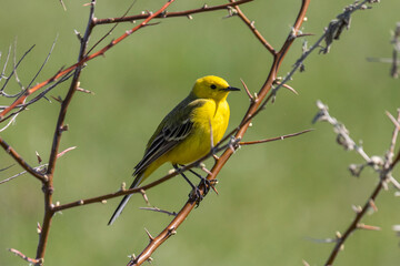 Citrine wagtail sitting on a tree branch