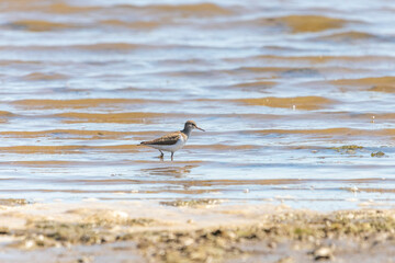 Wood sandpiper stand in the water