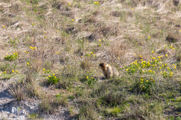 Groundhog sits near his burrow