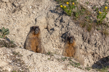 Two marmots sit near their burrow