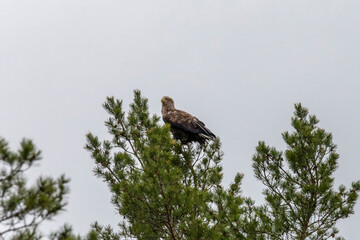 White-tailed eagle perched on top of a pine tree