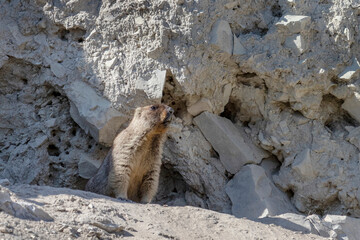 Groundhog sits near his burrow close up
