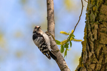 Lesser spotted woodpecker sitting on a birch trunk