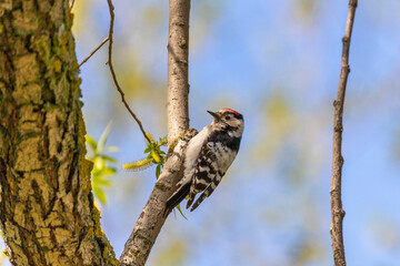 Lesser spotted woodpecker sitting on a birch trunk