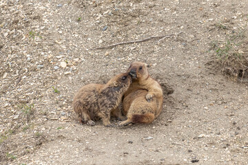 Groundhog sits near his burrow
