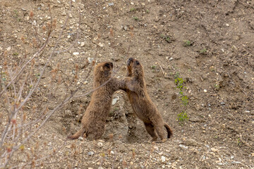 Groundhog sits near his burrow