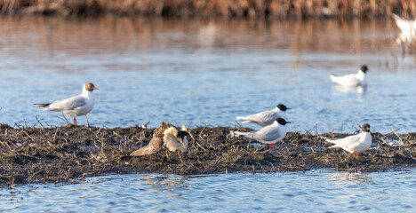 Black-headed Gulls and Male Ruff (bird) in breeding plumage