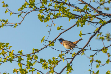 Male Bluethroat sitting on a tree branch