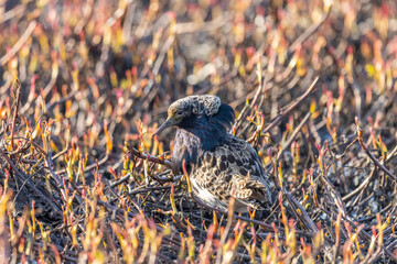 Male Ruff (bird) in breeding plumage stands in the bush. Arctic. Russia