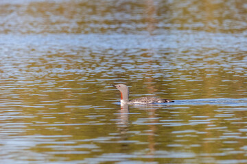 Red-throated loon floats on the lake, Arctic, Russia