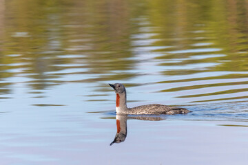 Red-throated loon floats on the lake, Arctic, Russia