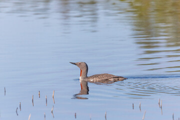 Red-throated loon floats on the lake, Arctic, Russia