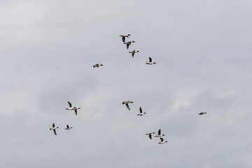 A large flock of Common goldeneye flies in the sky