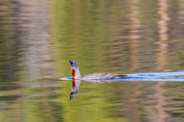 Red-throated loon floats on the lake, Arctic, Russia