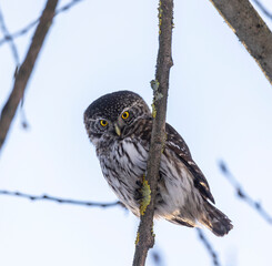 Eurasian pygmy owl sitting on a tree branch in winter day
