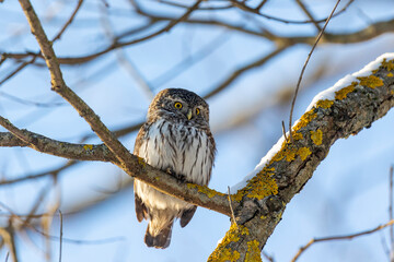 Eurasian pygmy owl sitting on a tree branch in winter day