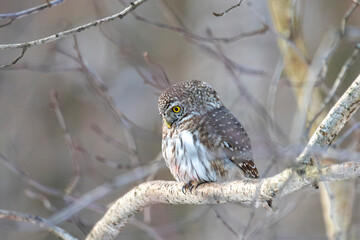 Eurasian pygmy owl sitting on a tree branch in winter day