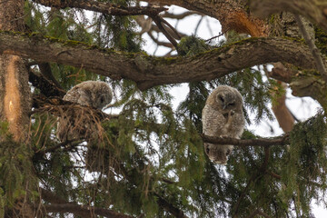 Adult Tawny owl sitting on a tree  branch close up