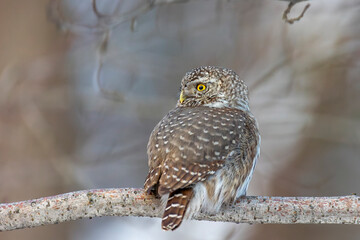 Eurasian pygmy owl sitting on a tree branch in winter day