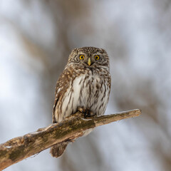 Eurasian pygmy owl sitting on a tree branch in winter day