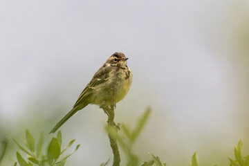 A young wagtail sits on an old tree
