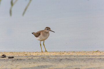 Wood sandpiper on a sandy shore near the water