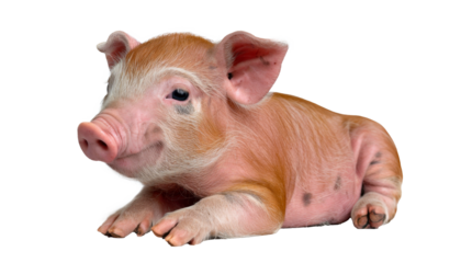 cute piglet lying down, isolated on white background.