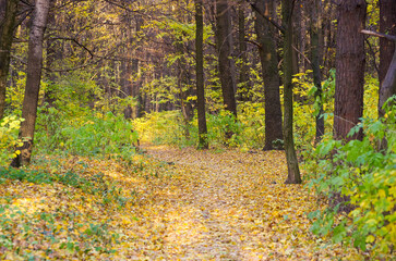 Golden autumnal forest with sunbeams