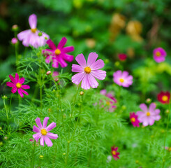 Fototapeta premium Field of cosmos flower background