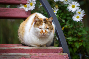a beautiful street cat is sitting on a bench