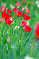 Red tulips in the garden
