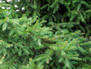 Green spruce background. Coniferous tree. Selective focus.