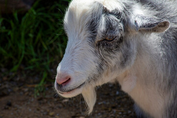 Close Up of a White and Gray Goat With a Pink Nose