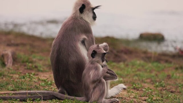 Gray langurs Semnopithecus priam sitting, baby langur sits next to its parent in Sri Lanka. Wildlife footage for nature documentaries and educational projects. Slow motion video.