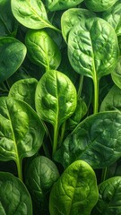 Fresh Spinach Leaves. (1)