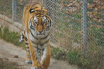 A tigress walks along the fence at the zoo.