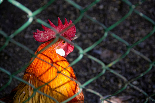 Rooster Behind Green Wire Fence in Backyard