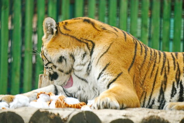 A tigress on a wooden platform in the zoo.