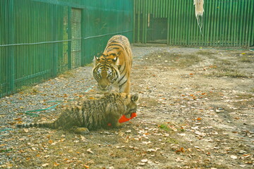 A tigress and a tiger cub with a toy in an enclosure at the zoo.
