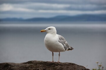 Obraz premium Seagull Standing on a Rock Near the Coast on a Cloudy Day