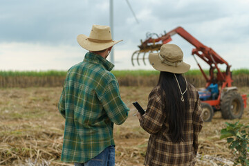 The sugarcane plantation owners are analyzing and discussing how to harvest the sugarcane in their fields.