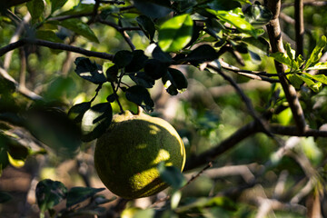 Queen Wreath Blossoms In The Evening Sunlight
