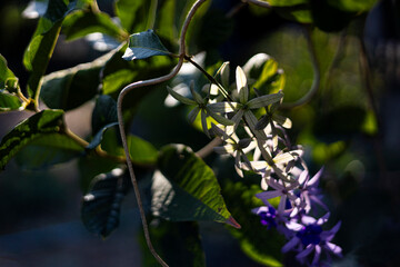 Queen Wreath Blossoms In The Evening Sunlight